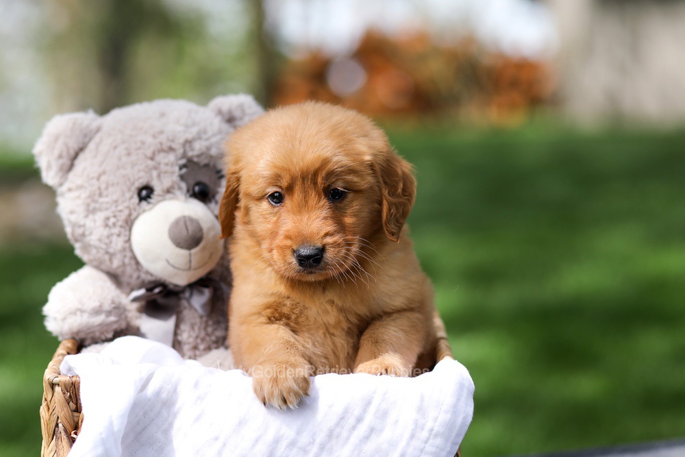 Ilmar Image of Ilmar, a Golden Retriever puppy
