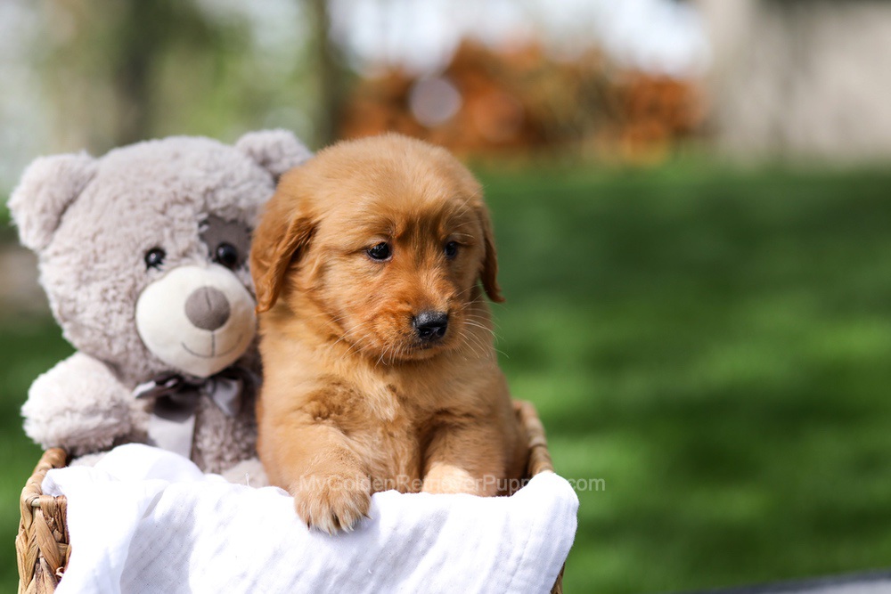Ilmar Image of Ilmar, a Golden Retriever puppy