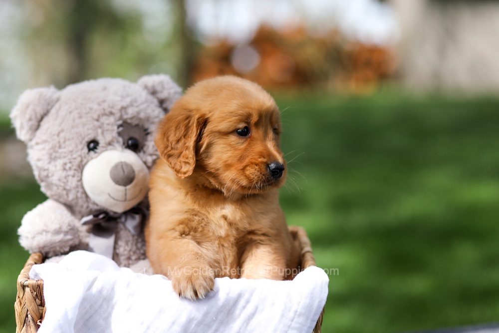 Ilmar Image of Ilmar, a Golden Retriever puppy