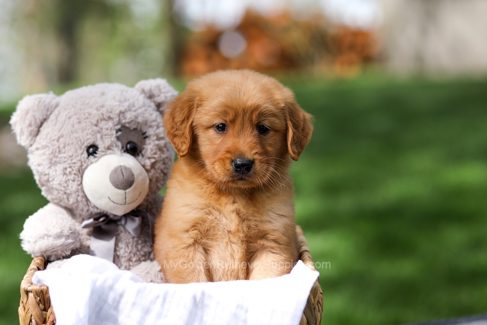 Ilmar Image of Ilmar, a Golden Retriever puppy