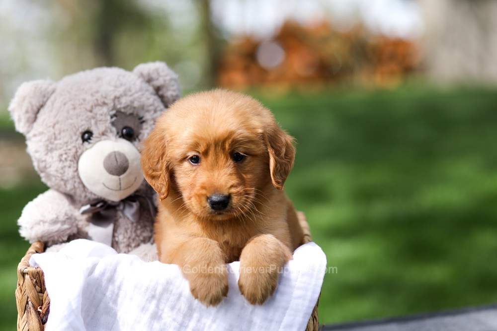 Ilmar Image of Ilmar, a Golden Retriever puppy