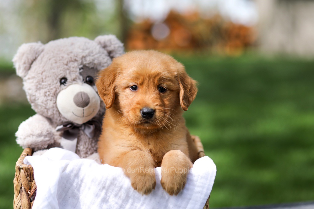 Ilmar Image of Ilmar, a Golden Retriever puppy