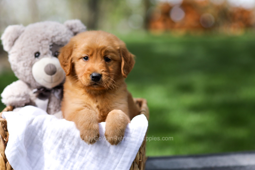 Ilmar Image of Ilmar, a Golden Retriever puppy