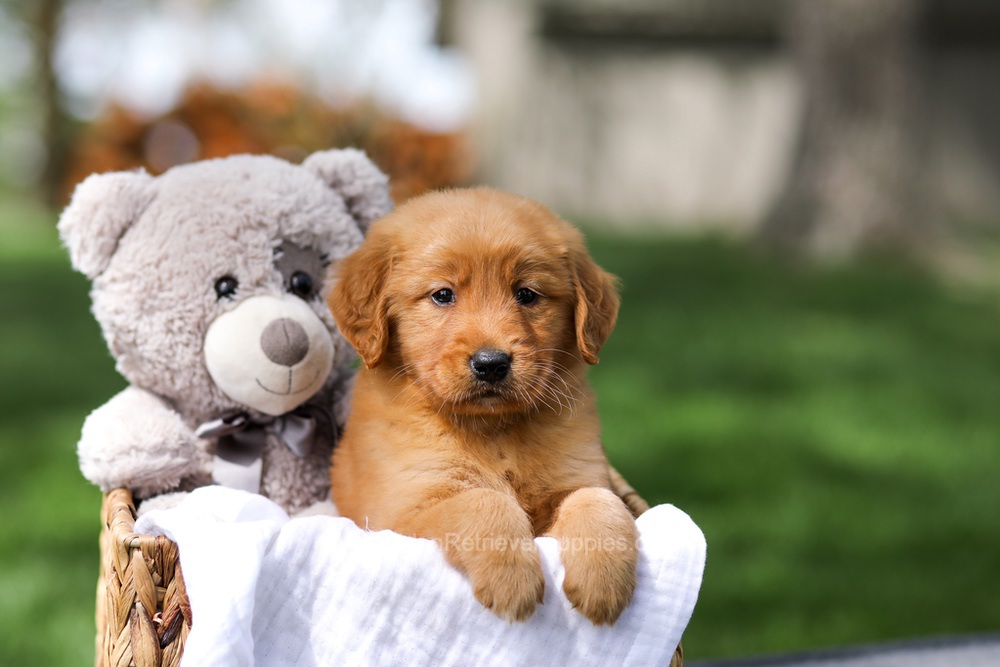 Ilmar Image of Ilmar, a Golden Retriever puppy
