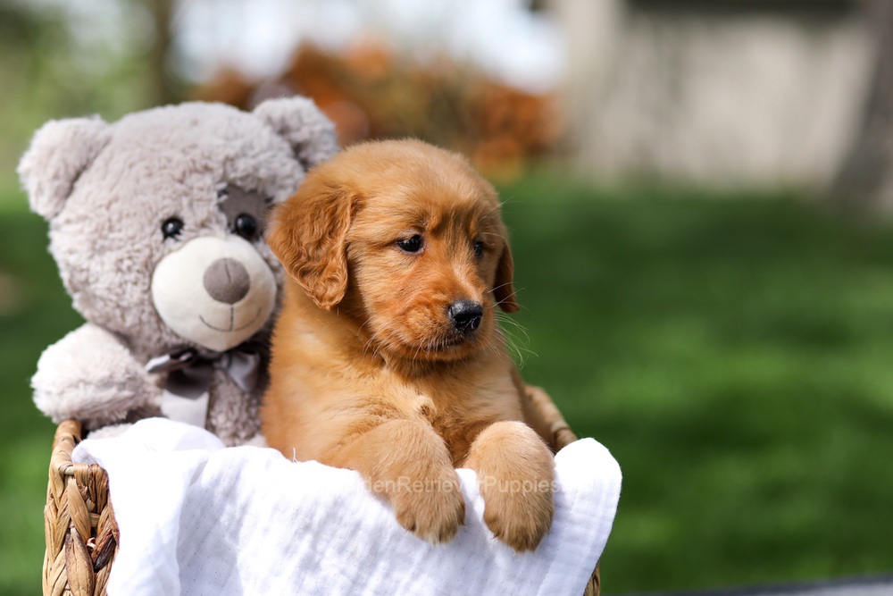 Ilmar Image of Ilmar, a Golden Retriever puppy