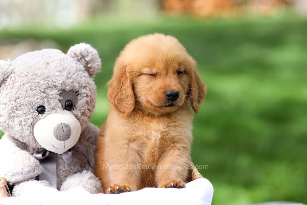 Indy Image of Indy, a Golden Retriever puppy