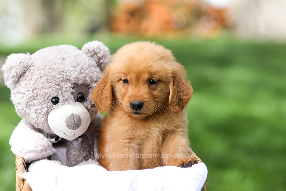 Indy Image of Indy, a Golden Retriever puppy