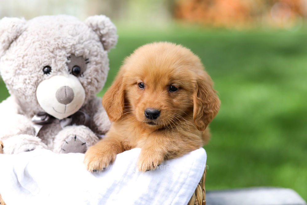 Indy Image of Indy, a Golden Retriever puppy