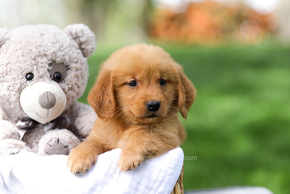 Indy Image of Indy, a Golden Retriever puppy
