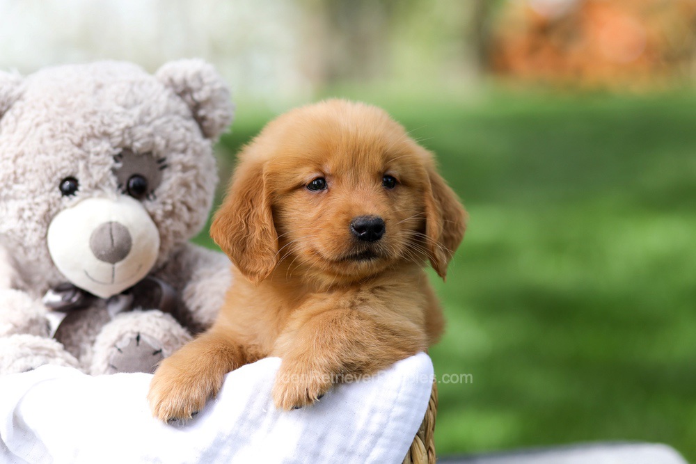Indy Image of Indy, a Golden Retriever puppy