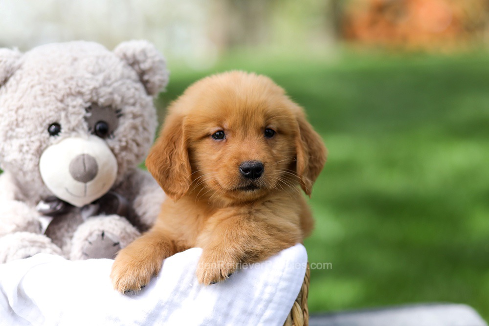 Indy Image of Indy, a Golden Retriever puppy