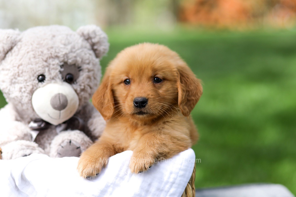 Indy Image of Indy, a Golden Retriever puppy
