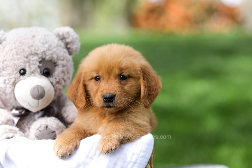 Indy Image of Indy, a Golden Retriever puppy