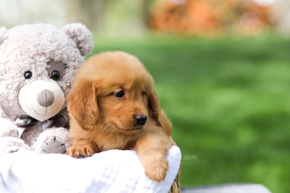 Indy Image of Indy, a Golden Retriever puppy