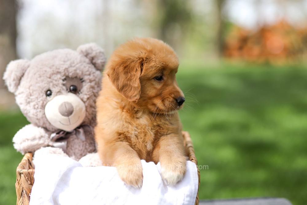 Irving Image of Irving, a Golden Retriever puppy