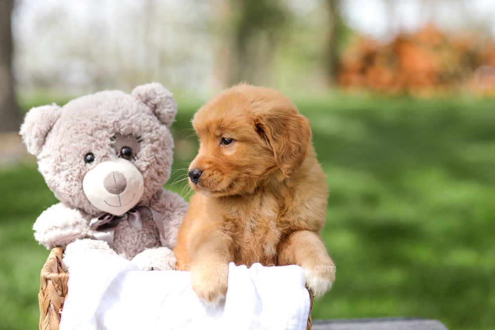 Irving Image of Irving, a Golden Retriever puppy