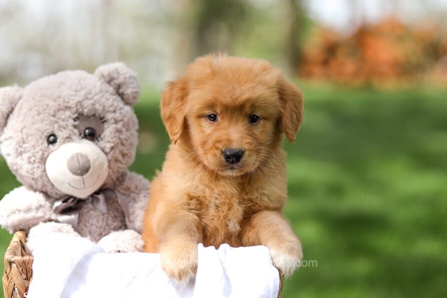 Irving Image of Irving, a Golden Retriever puppy