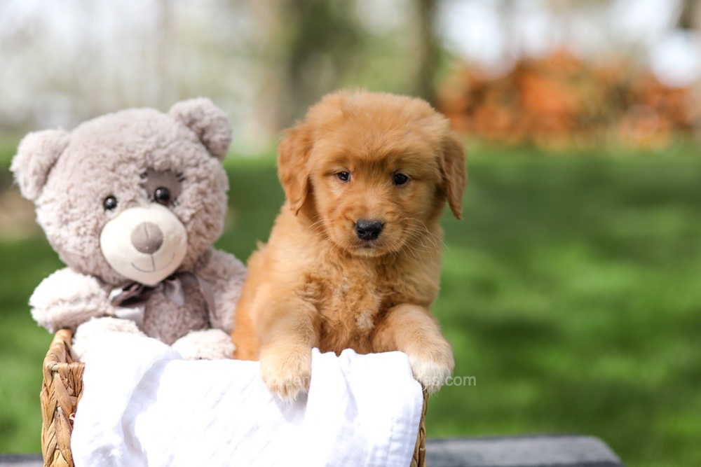 Irving Image of Irving, a Golden Retriever puppy