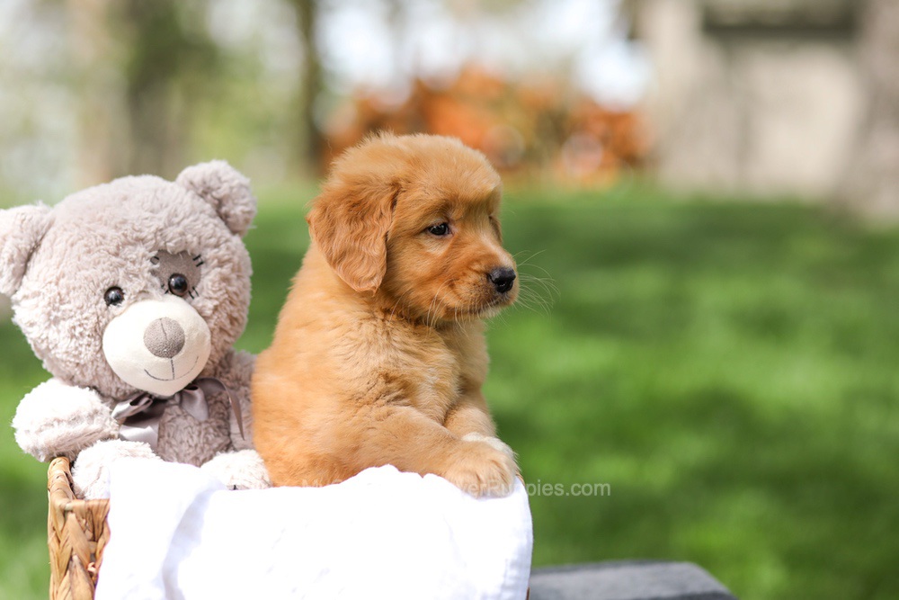 Irving Image of Irving, a Golden Retriever puppy