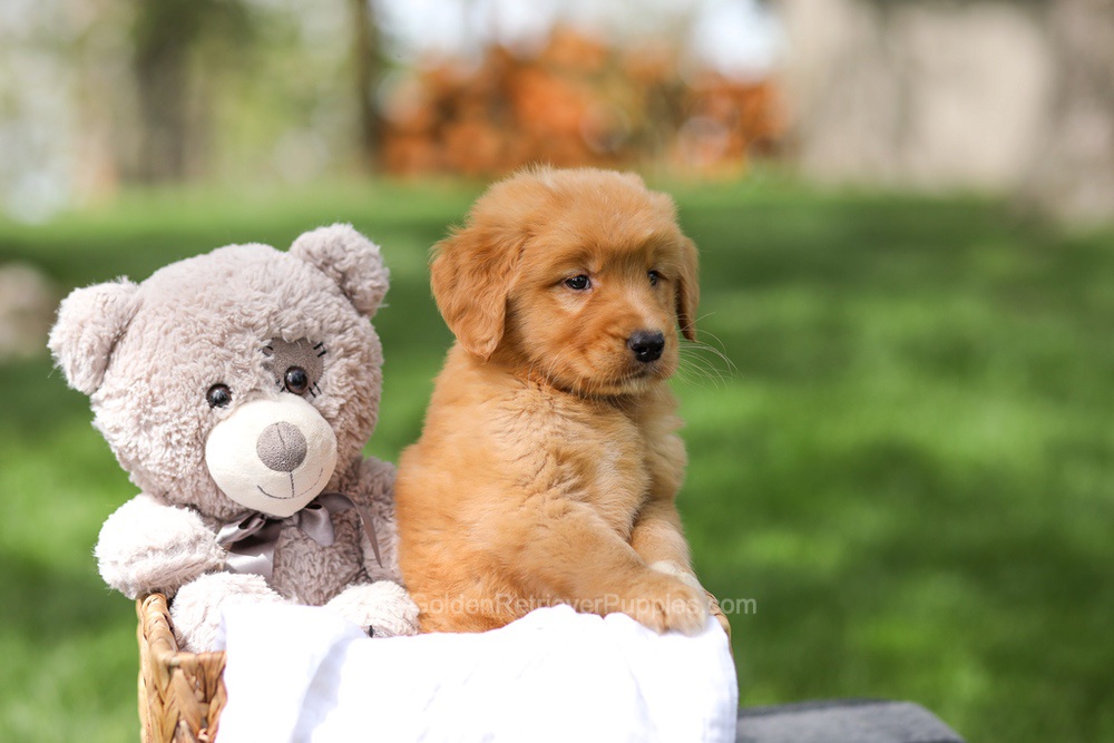 Irving Image of Irving, a Golden Retriever puppy