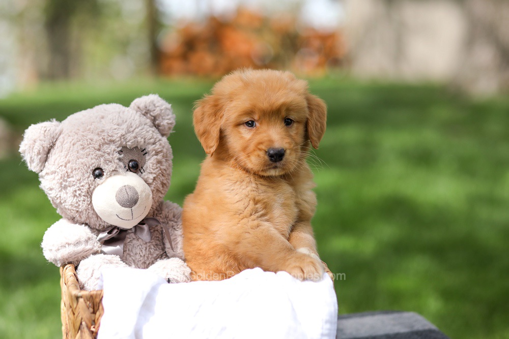 Irving Image of Irving, a Golden Retriever puppy