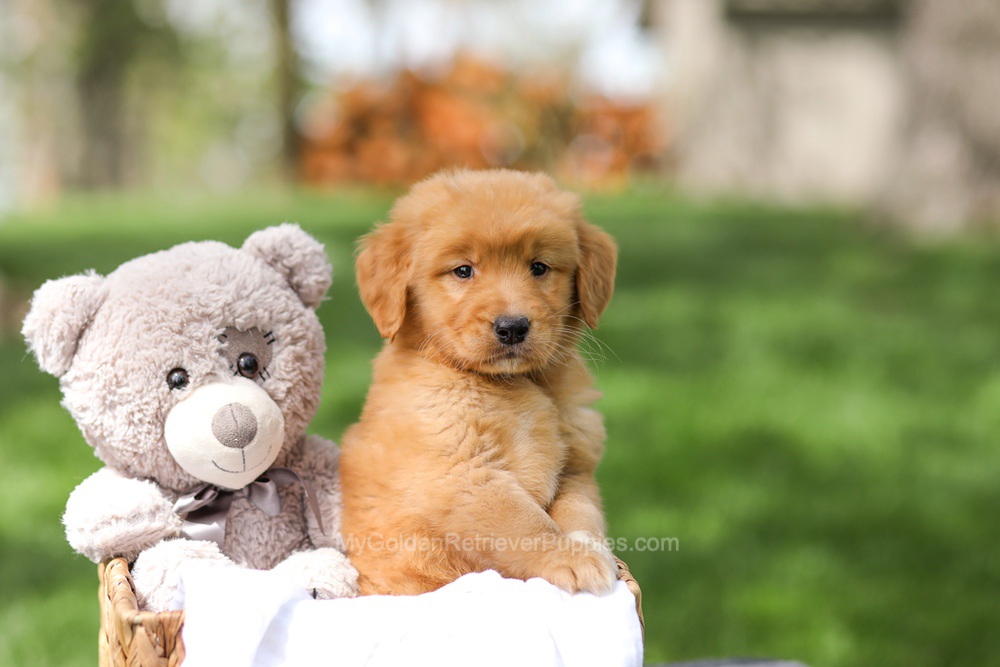 Irving Image of Irving, a Golden Retriever puppy