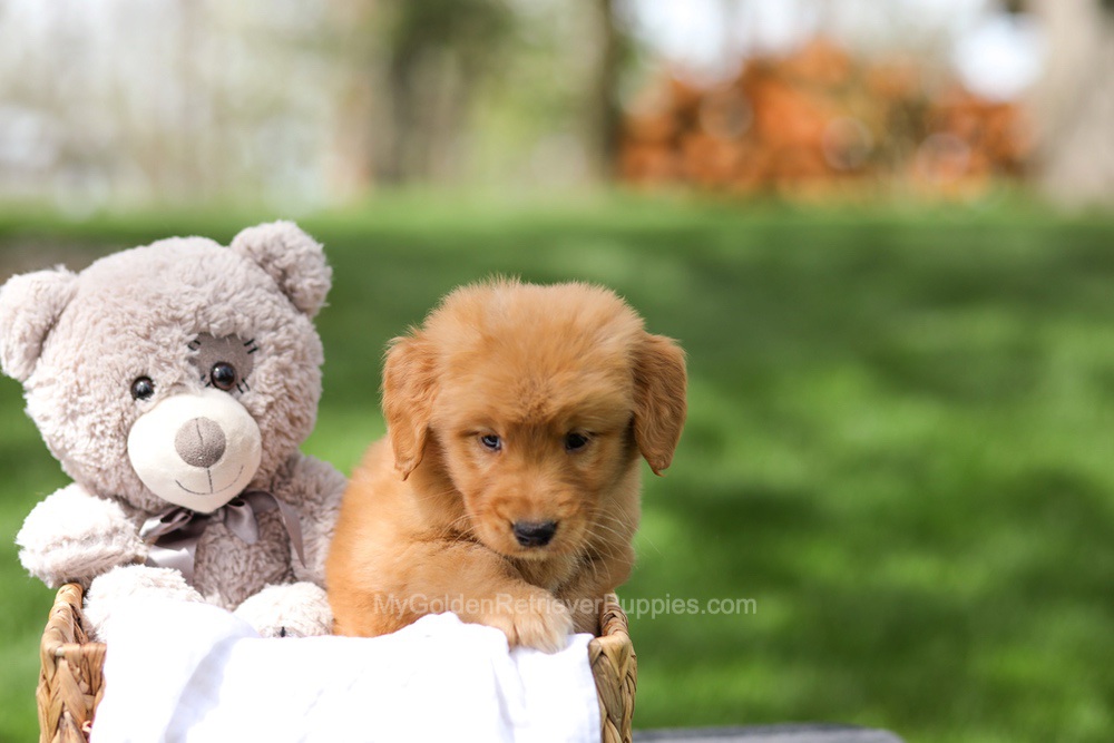 Irving Image of Irving, a Golden Retriever puppy