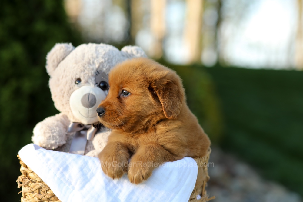 Lola Image of Lola, a Golden Retriever puppy