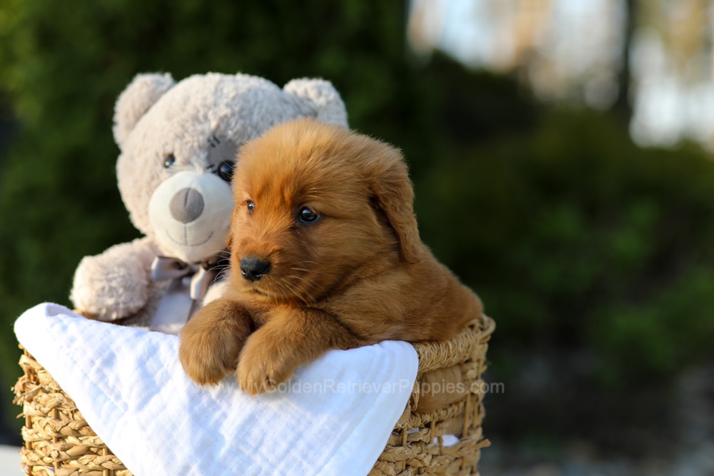 Lola Image of Lola, a Golden Retriever puppy