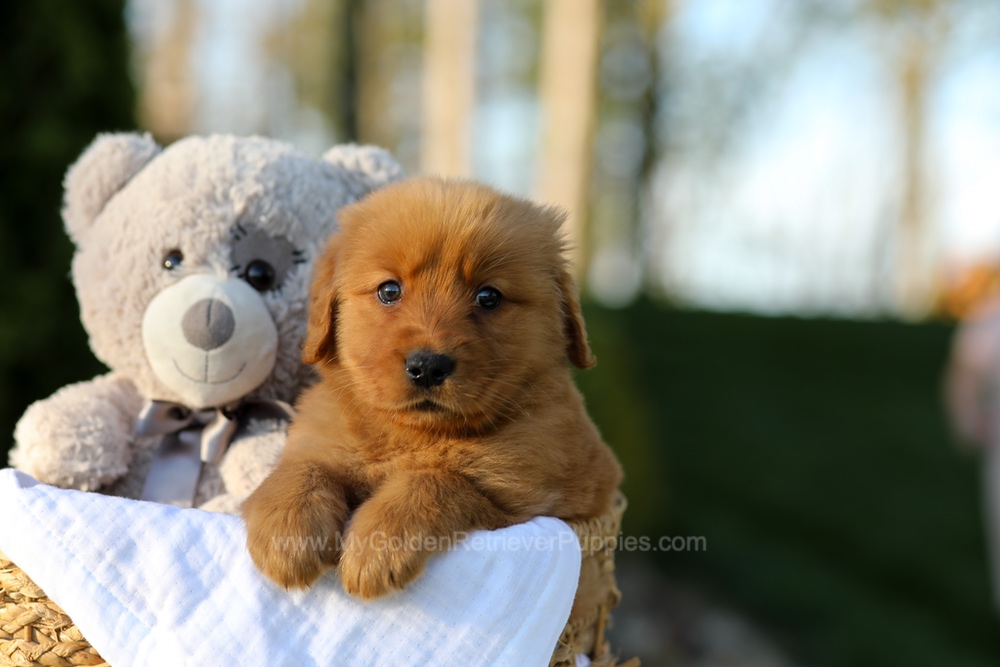 Lola Image of Lola, a Golden Retriever puppy