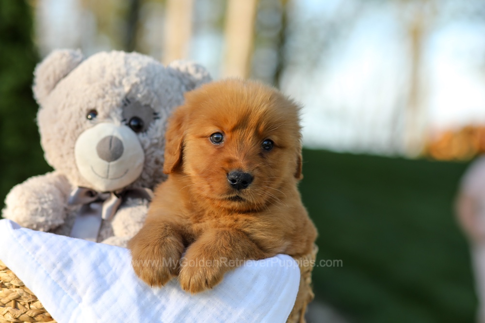 Lola Image of Lola, a Golden Retriever puppy