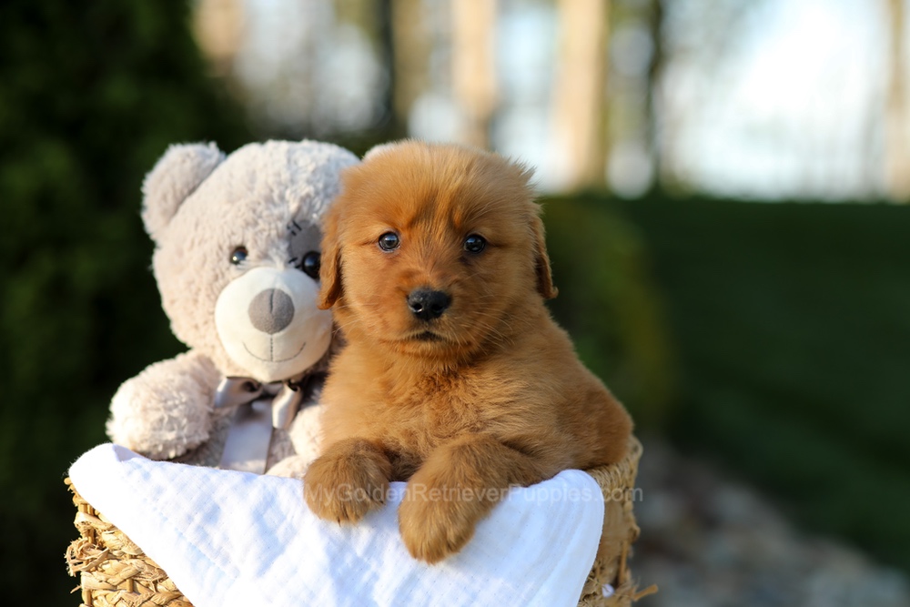 Lola Image of Lola, a Golden Retriever puppy