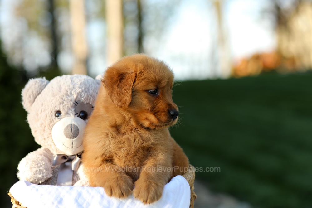Lola Image of Lola, a Golden Retriever puppy