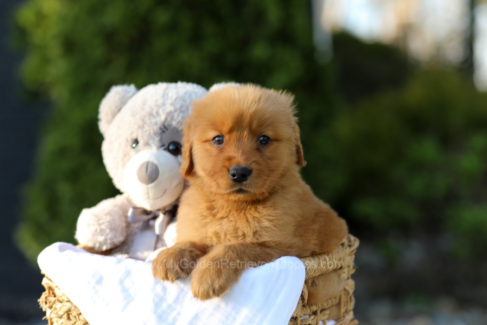 Lola Image of Lola, a Golden Retriever puppy