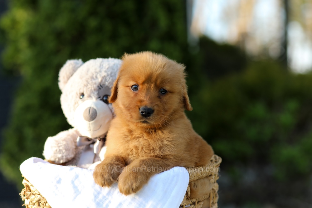 Lola Image of Lola, a Golden Retriever puppy