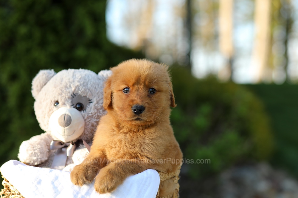 Lola Image of Lola, a Golden Retriever puppy