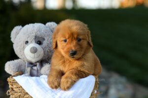 Image of Lucy, a Golden Retriever puppy