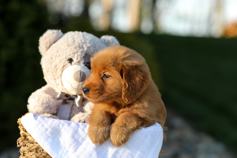 Lulu Image of Lulu, a Golden Retriever puppy
