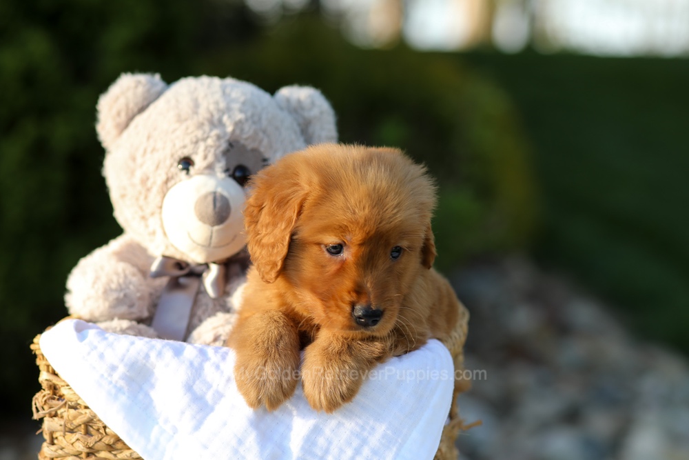 Lulu Image of Lulu, a Golden Retriever puppy