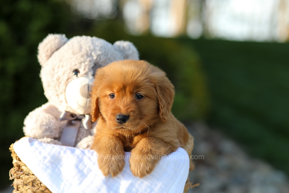 Lulu Image of Lulu, a Golden Retriever puppy