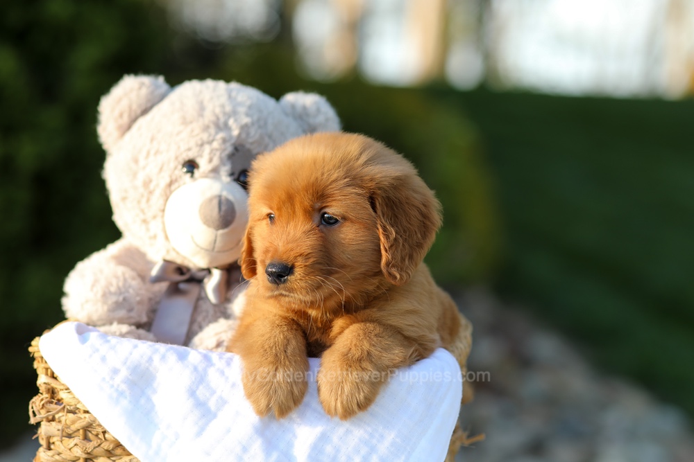 Lulu Image of Lulu, a Golden Retriever puppy