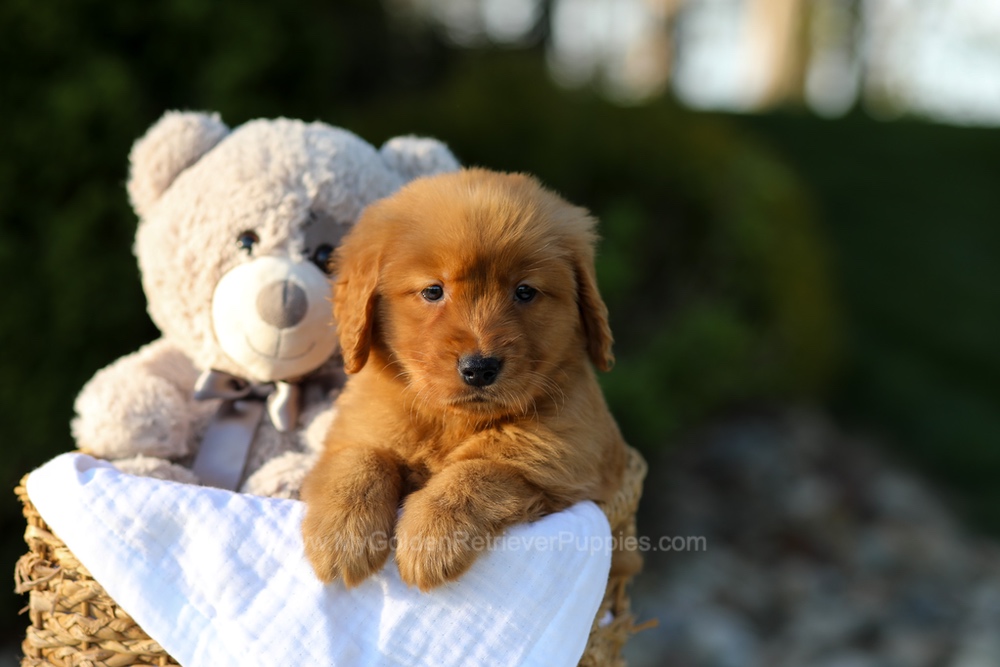 Lulu Image of Lulu, a Golden Retriever puppy