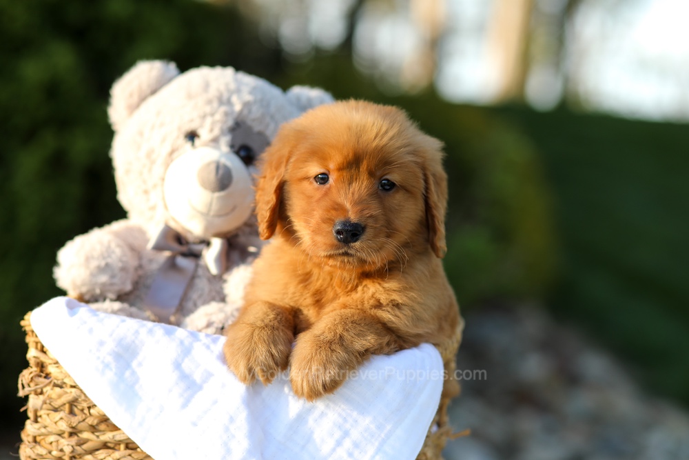 Lulu Image of Lulu, a Golden Retriever puppy
