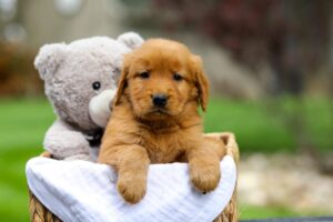 Image of Mario, a Golden Retriever puppy