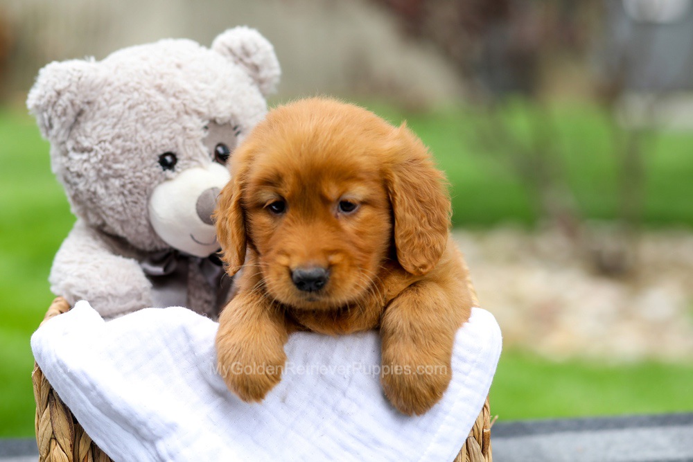 Metro Image of Metro, a Golden Retriever puppy