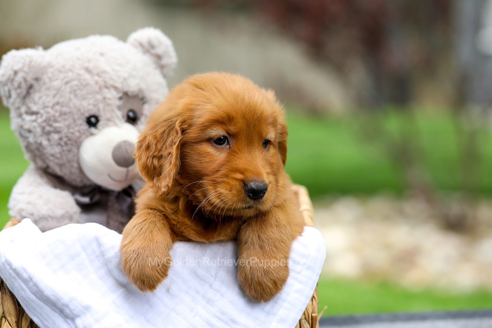 Metro Image of Metro, a Golden Retriever puppy