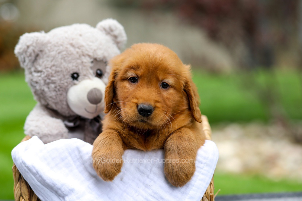 Metro Image of Metro, a Golden Retriever puppy