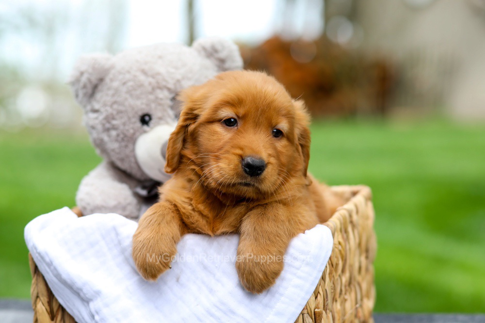 Metro Image of Metro, a Golden Retriever puppy