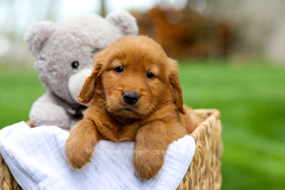 Metro Image of Metro, a Golden Retriever puppy