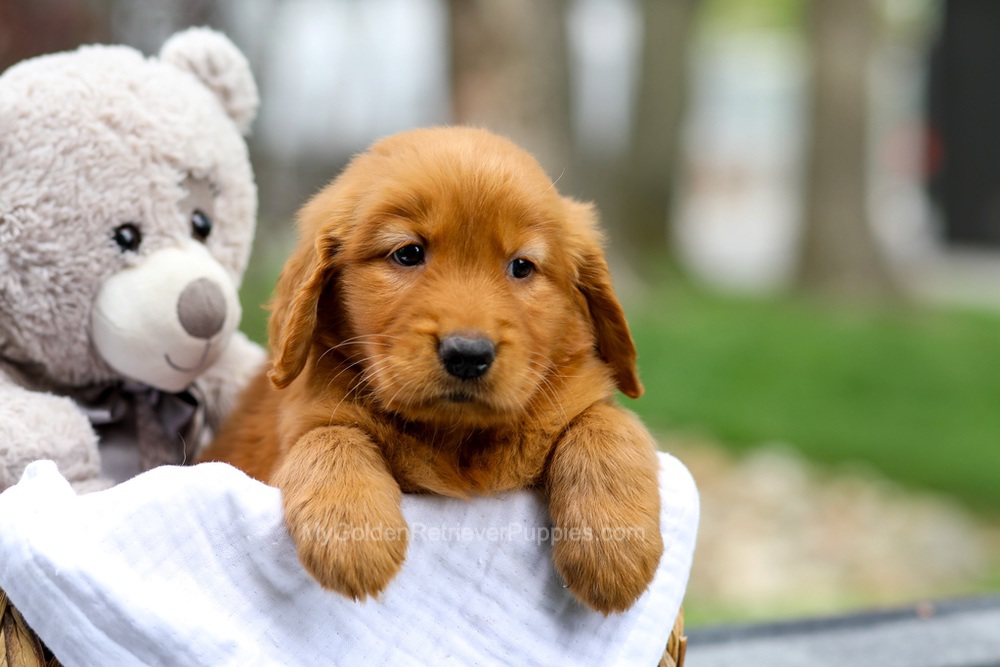 Metro Image of Metro, a Golden Retriever puppy